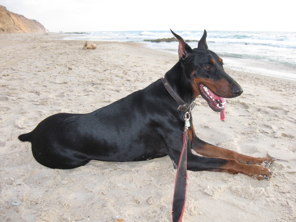 Des chiens payés des fortunes et sur-entraînés, nouveaux garde du corps des stars de Premier League